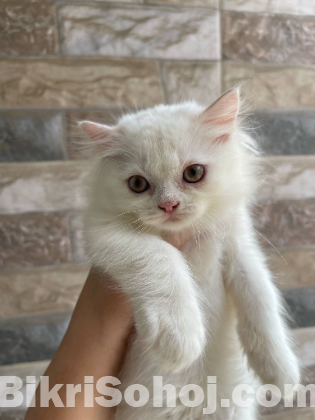 Pure persian Cat